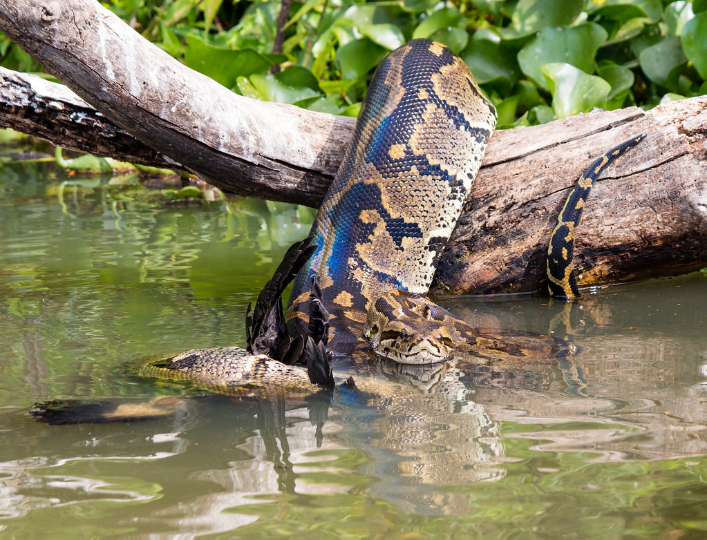 The Surprising Gender Differences in Snake Fear (image credits: flickr)