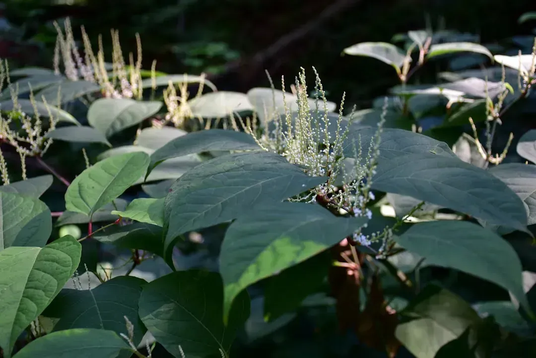 1. Japanese Knotweed (Fallopia japonica) (Image Credits: Unsplash)