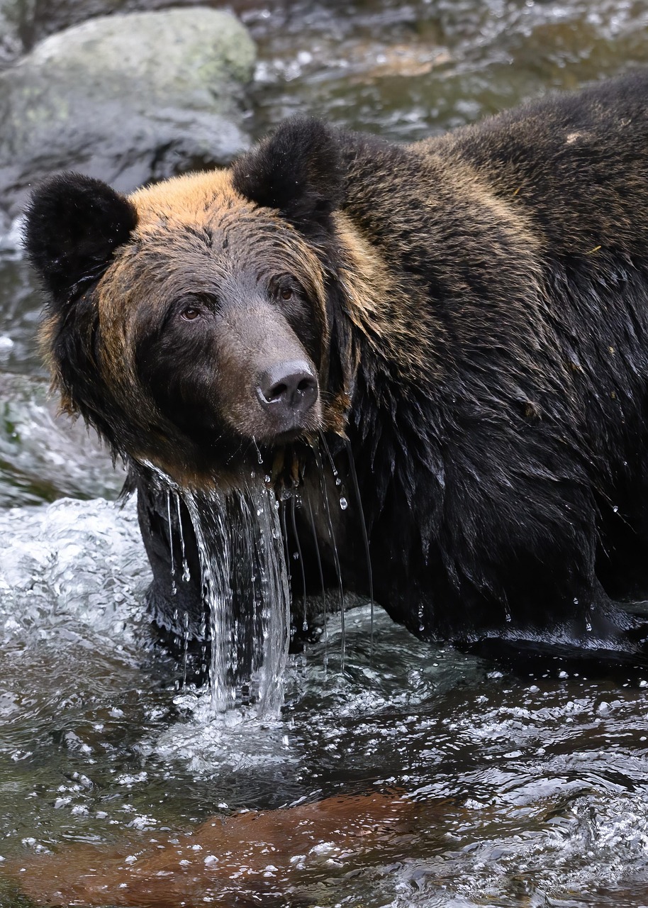 Black Bears - The Surprisingly Speedy Escape Artists (Image Credits: MISSING SOURCE)
