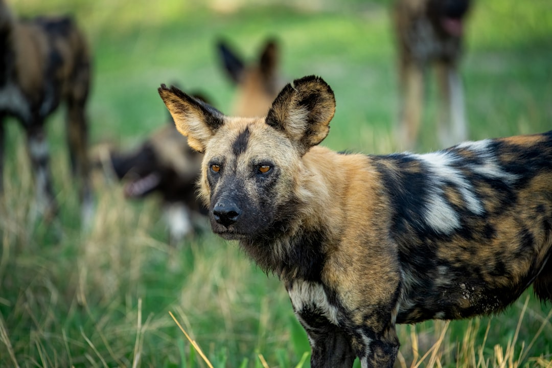 The Painted Wolf's Retreat (image credits: unsplash)