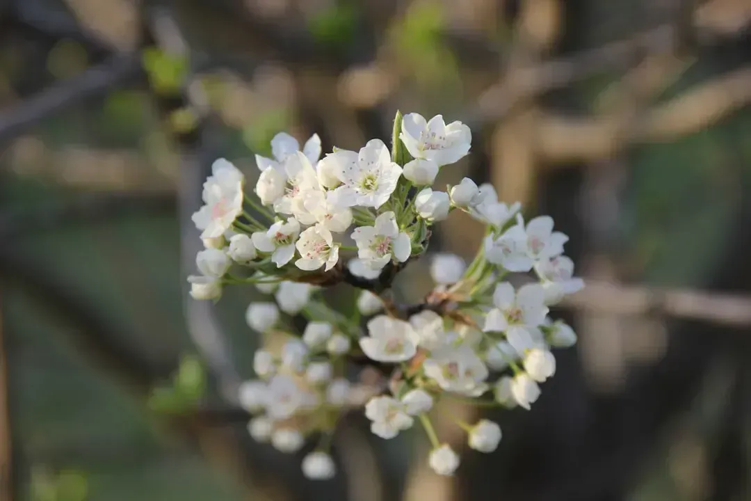 3. Bradford Pear (Pyrus calleryana 'Bradford') (Image Credits: Unsplash)