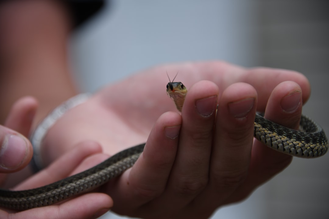 Specific Phobias: The Cluster Effect in Fear Development (image credits: unsplash)