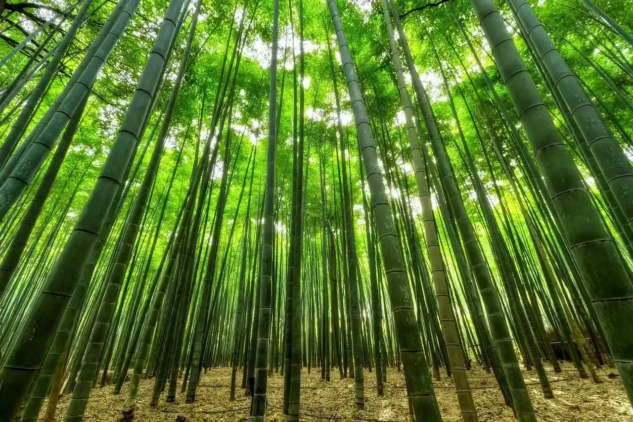 4. Running Bamboo (Phyllostachys spp.) (Image Credits: Pixabay)
