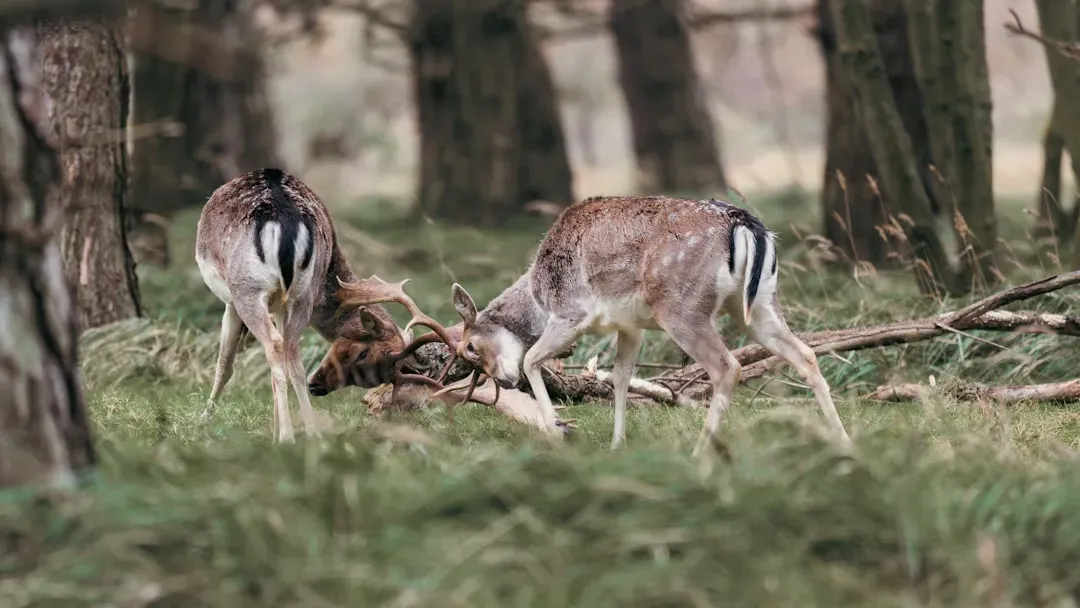 Deer: Gentle Woodland Creatures That Wreck Cars and Bodies (Image Credits: Unsplash)