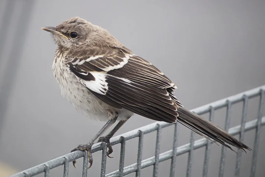 2. The Northern Mockingbird (Image Credits: Unsplash)