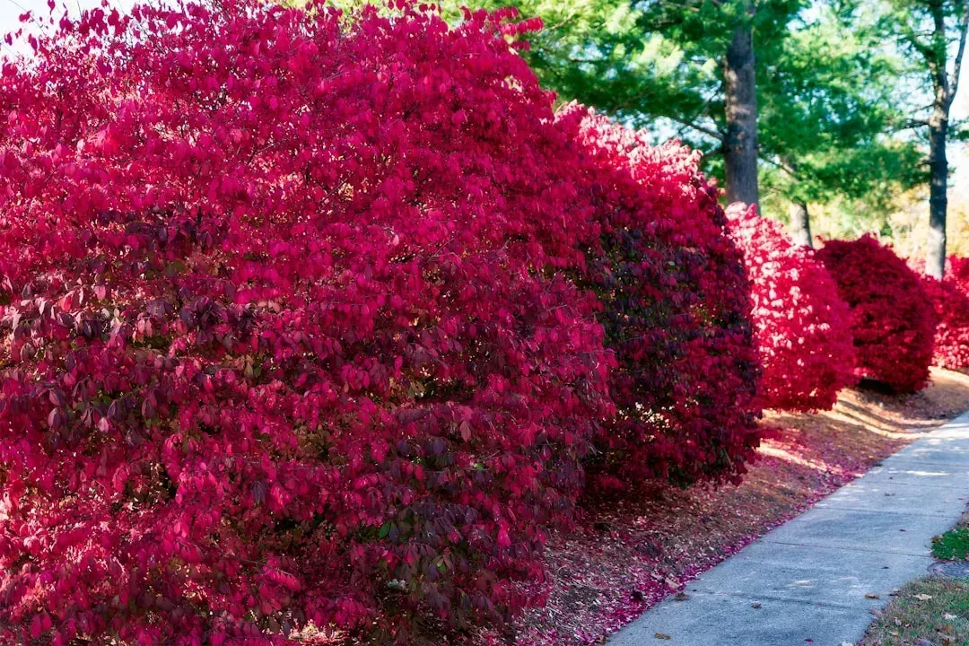 5. Burning Bush (Euonymus alatus) (Image Credits: Unsplash)