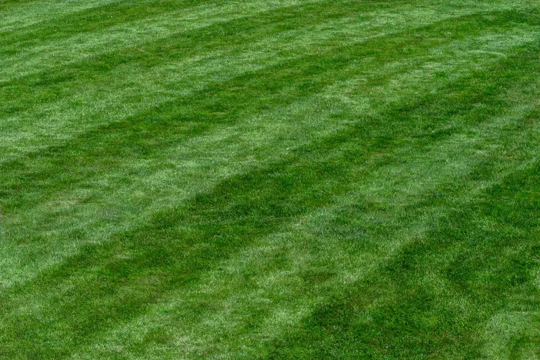 2. Fertilizing the Grass Right After Cutting (Image Credits: Unsplash)