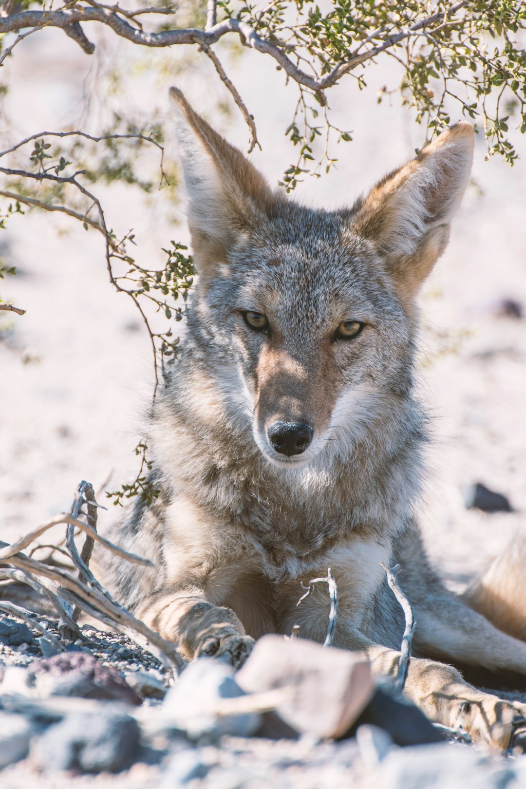 When Apex Predators Become Refugees (image credits: unsplash)