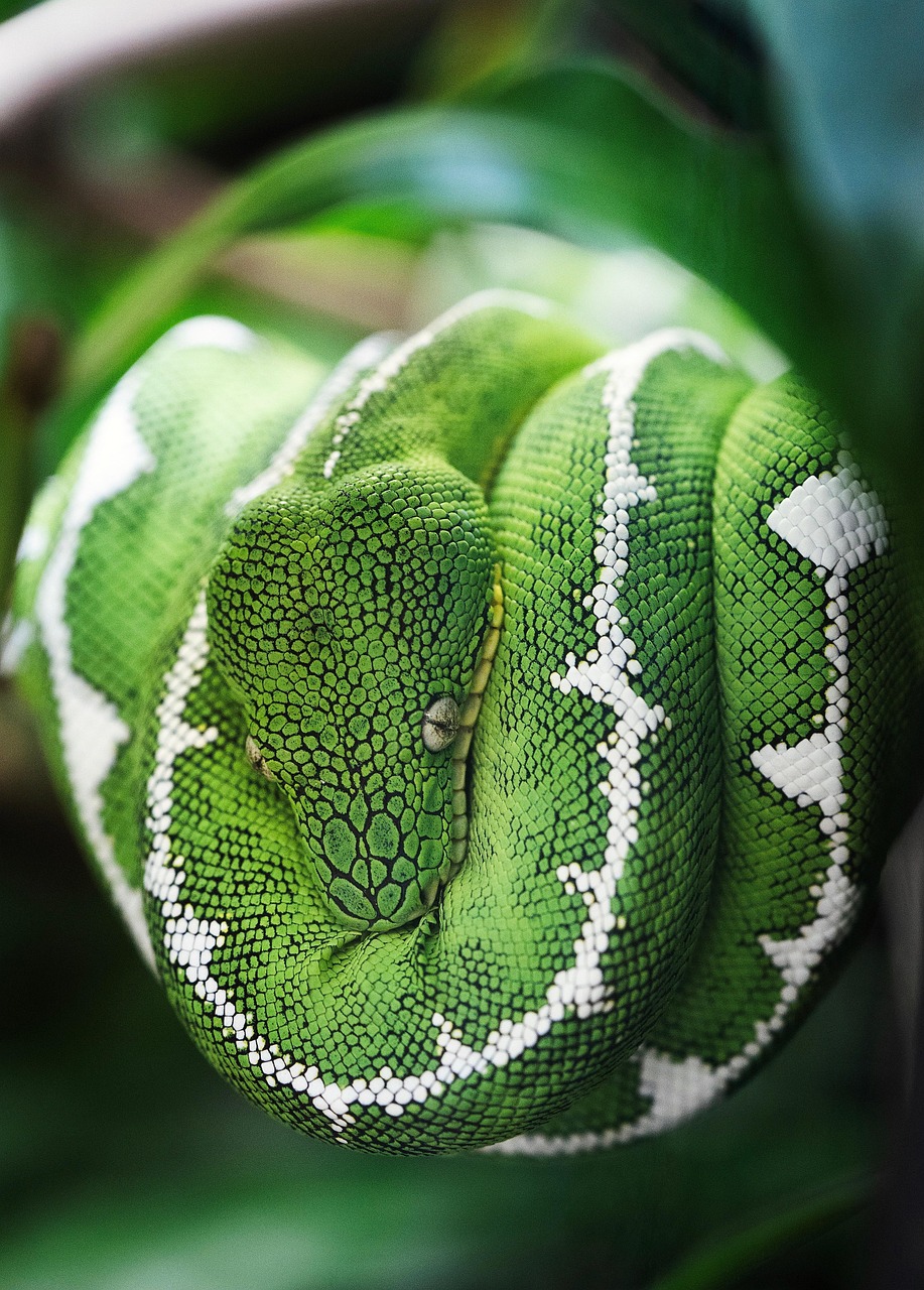 The Future of Snake Fear Research (image credits: pixabay)