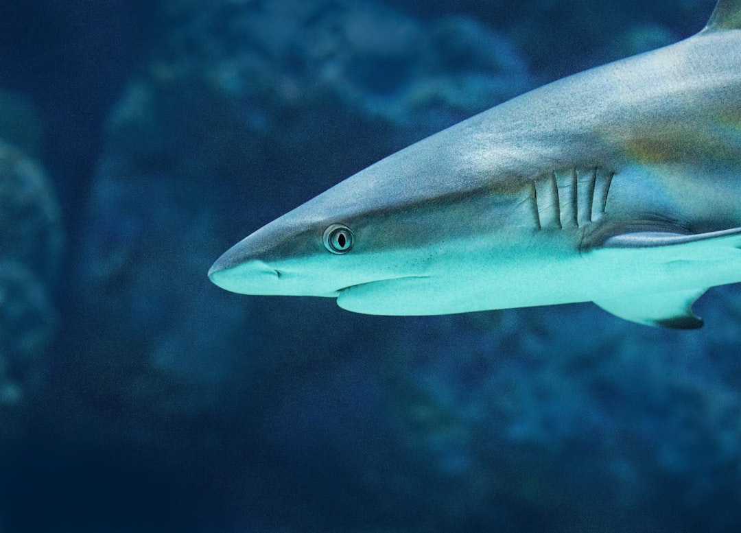 Sharks Keep Their Distance (image credits: unsplash)