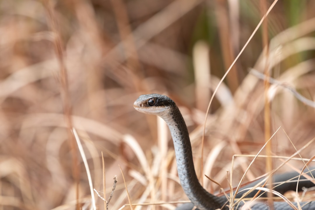 The Shocking Truth About Snake Phobia Statistics (image credits: unsplash)