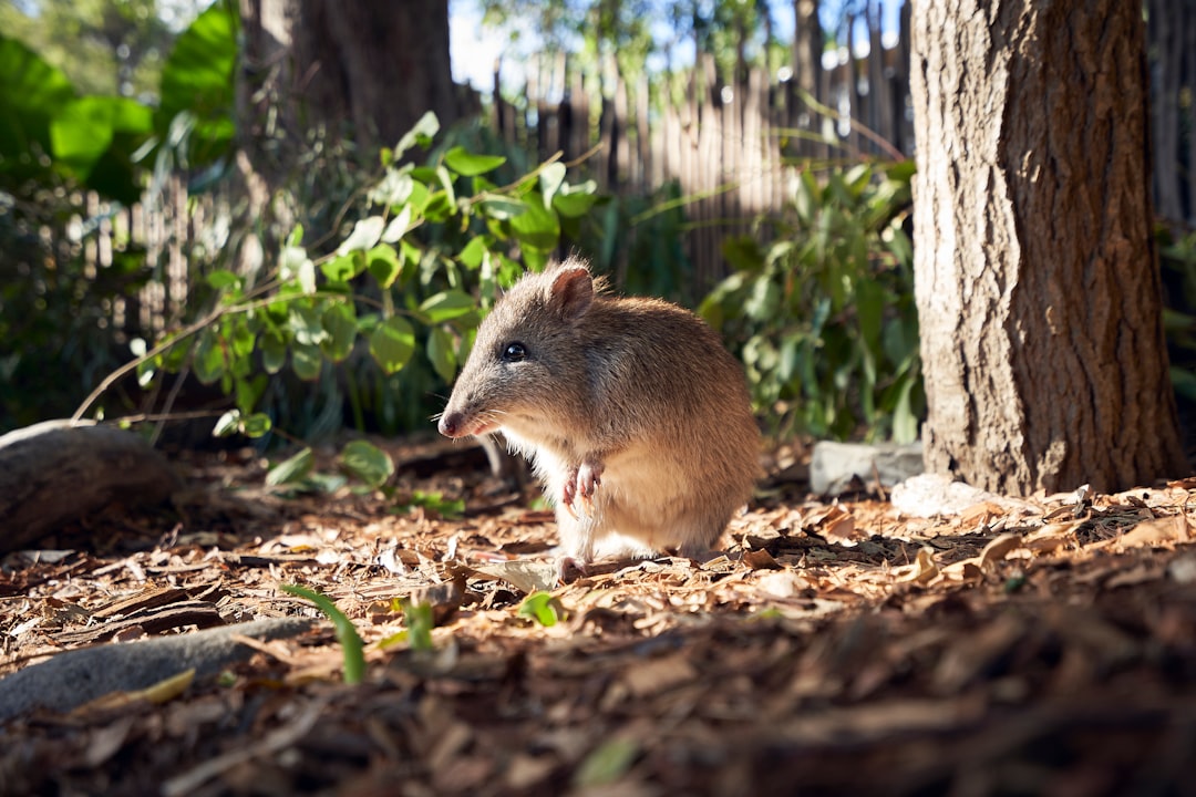 Australian Marsupials Choose Humans as Most Terrifying (image credits: unsplash)