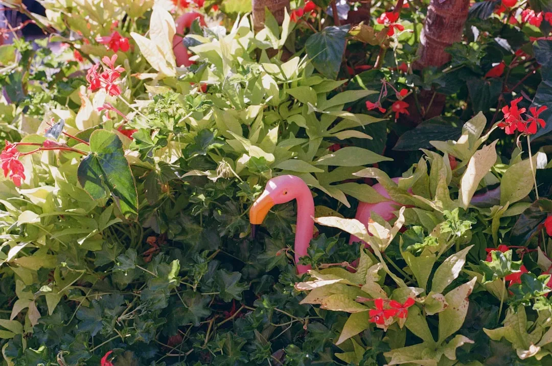 2. Plastic Pink Flamingos in Heavy Rotation (Image Credits: Unsplash)