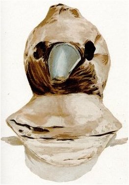 The Science Behind the Beak (image credits: wikimedia)