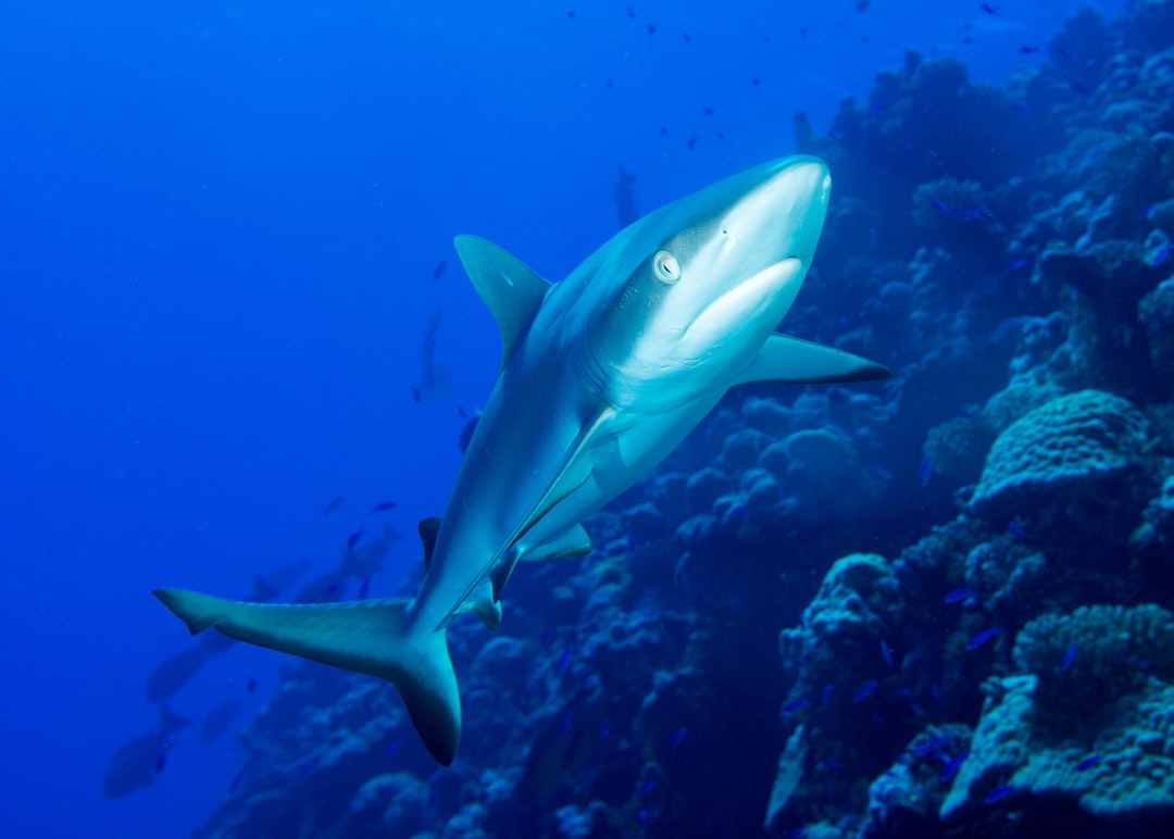 Sharks: The Ocean's Most Misunderstood Predators (image credits: unsplash)