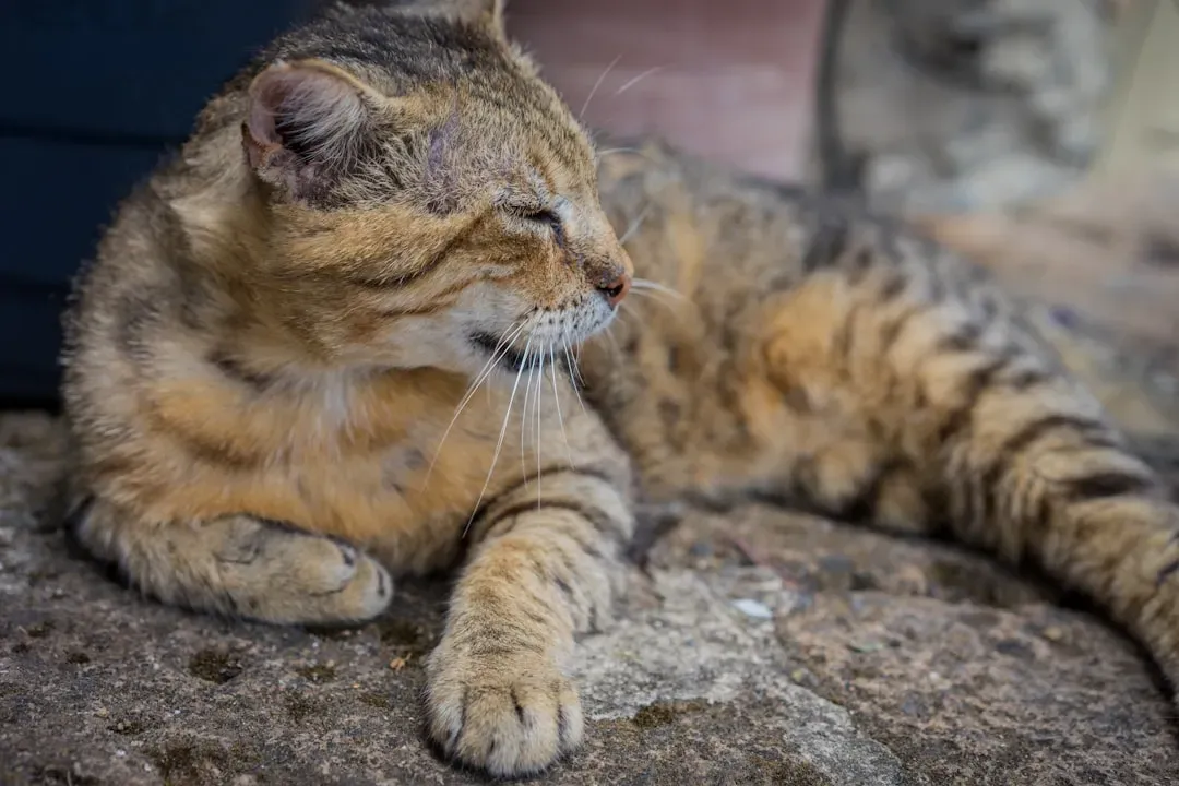 Cats: The Bite You Dismiss That Can Put You in Hospital (Image Credits: Unsplash)