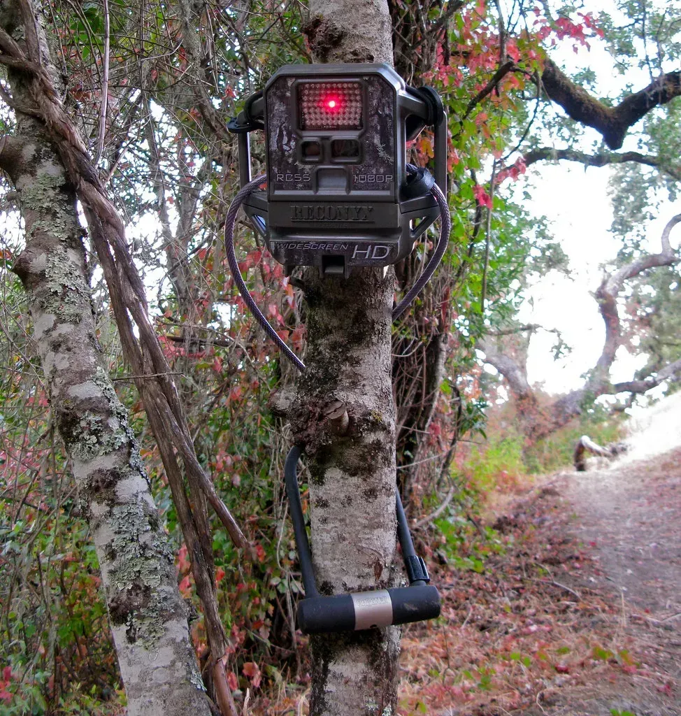 Camera Trap Revelations (Image Credits: Unsplash)