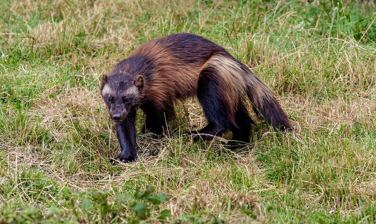 The Wolverine's Vanishing Act (image credits: pixabay)