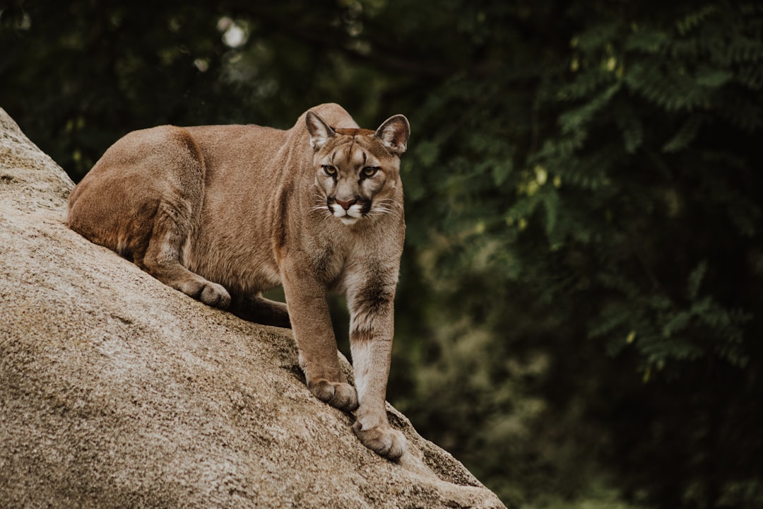 The Mountain Lion That Drops Everything and Runs (image credits: unsplash)