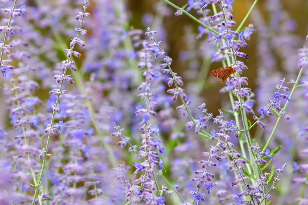 6. Russian Sage (Salvia yangii) (Image Credits: Unsplash)