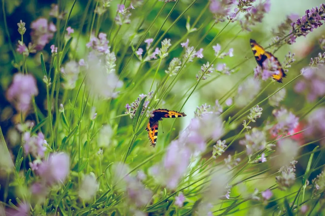 3. Lavender (Lavandula spp.) (Image Credits: Unsplash)