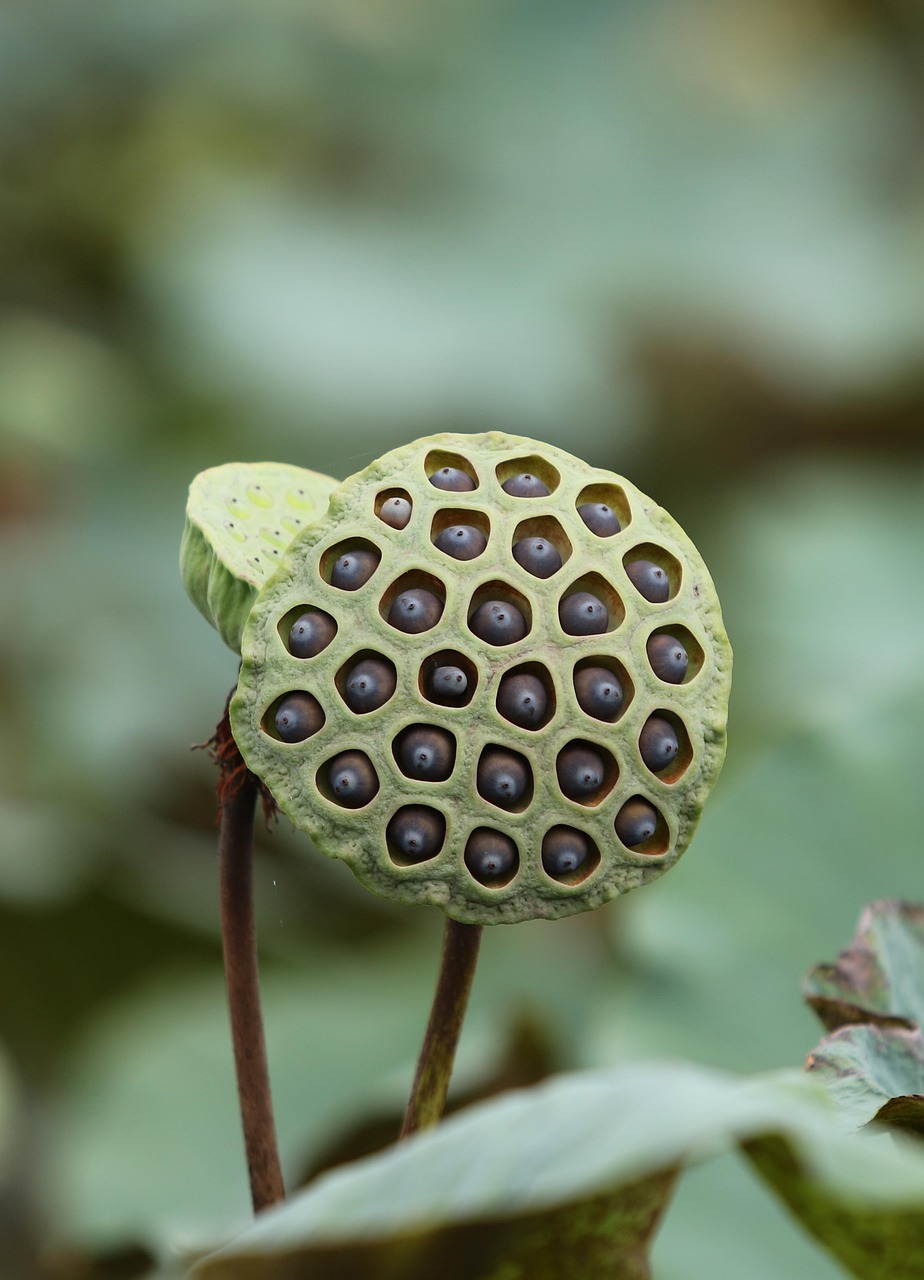 Trypophobia - The Fear That Makes Your Skin Crawl (image credits: pixabay)