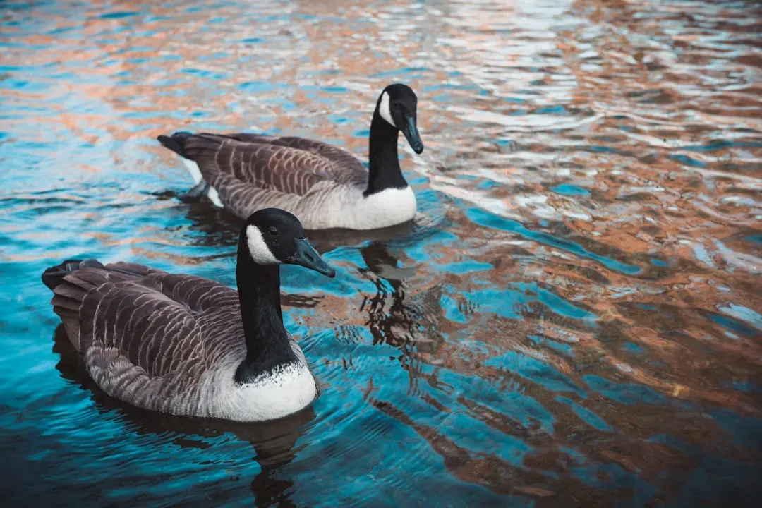 3. The Canada Goose (Image Credits: Unsplash)