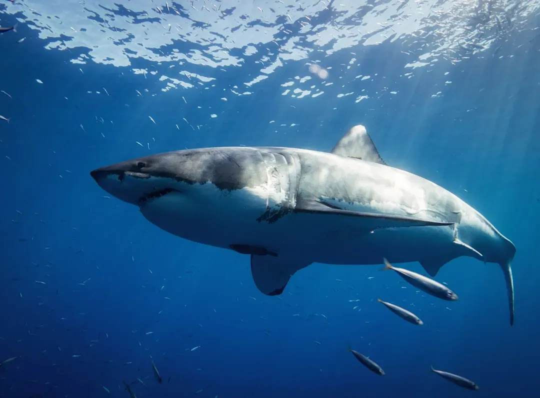 1. The Great White Shark (Image Credits: Unsplash)