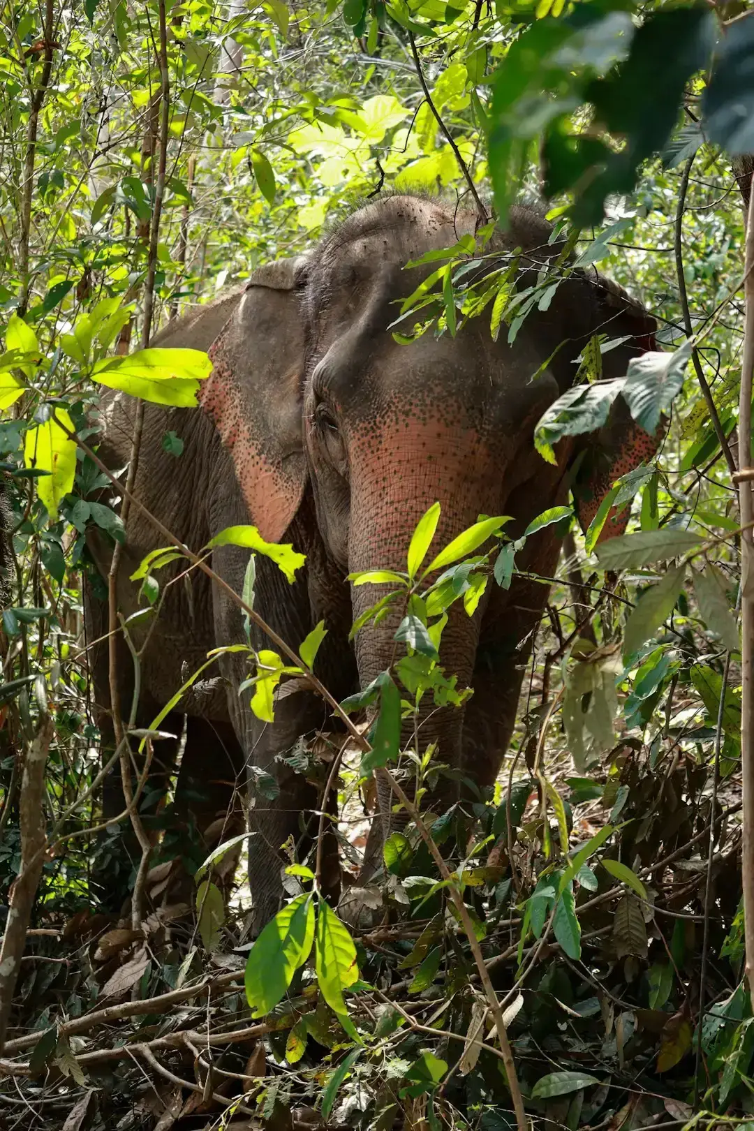 The Forest Elephant's Silent Steps (Image Credits: Unsplash)