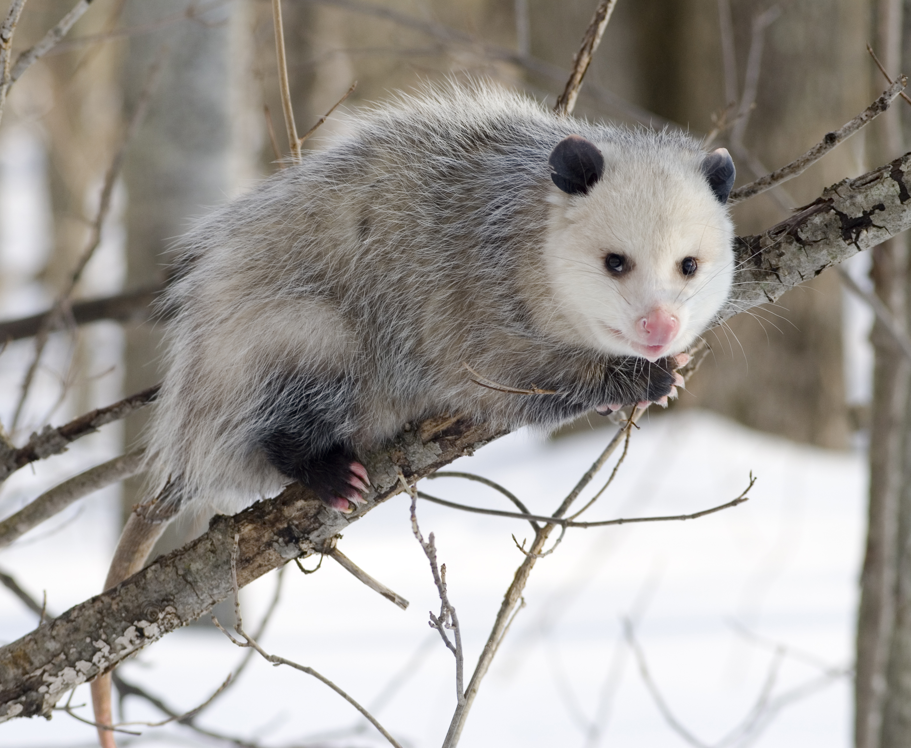 Opossums - Nature's Cleanup Crew With Unusual Defense Mechanisms (image credits: wikimedia)