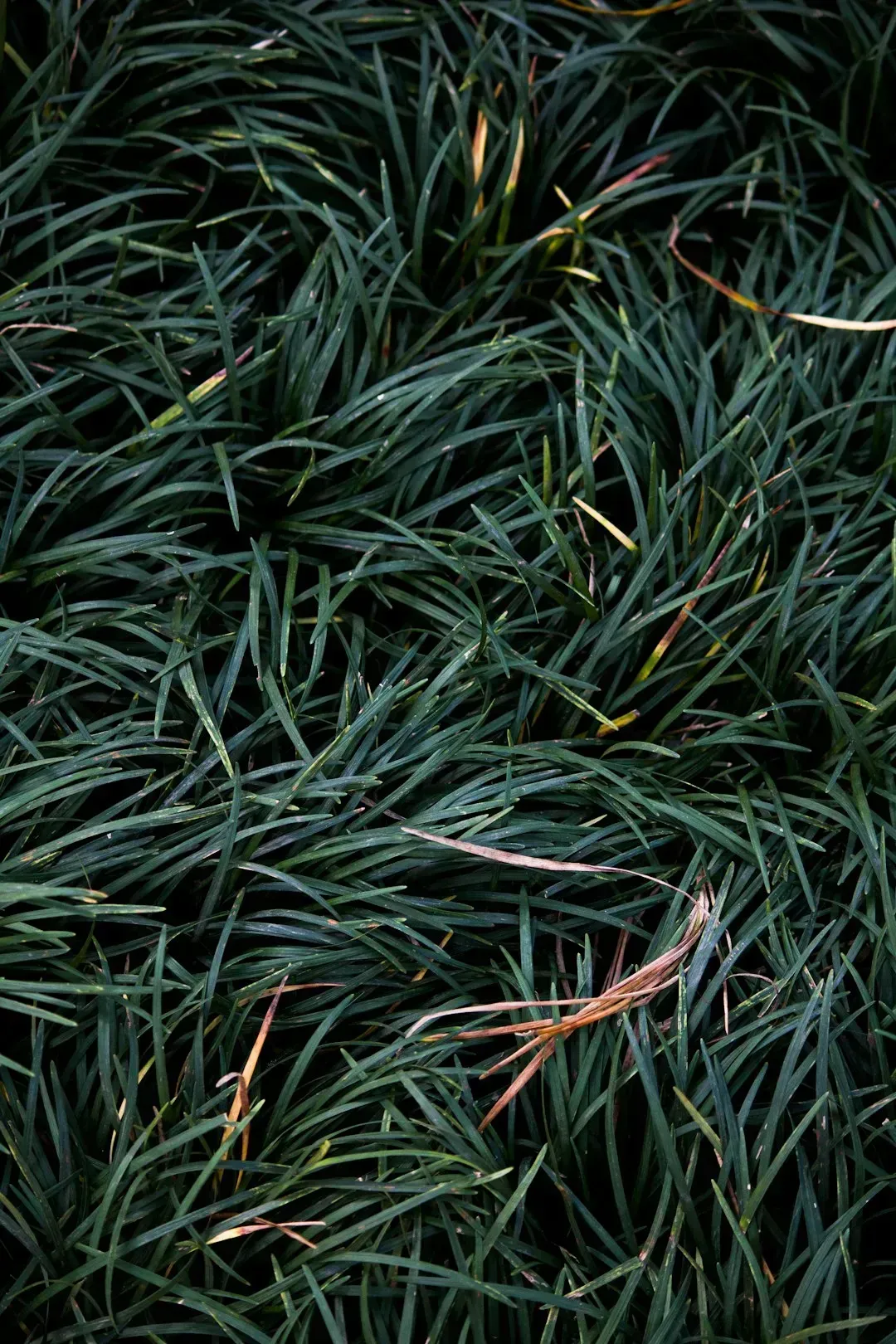 5. Leaving Thick Clumps of Grass Clippings on the Surface (Image Credits: Unsplash)