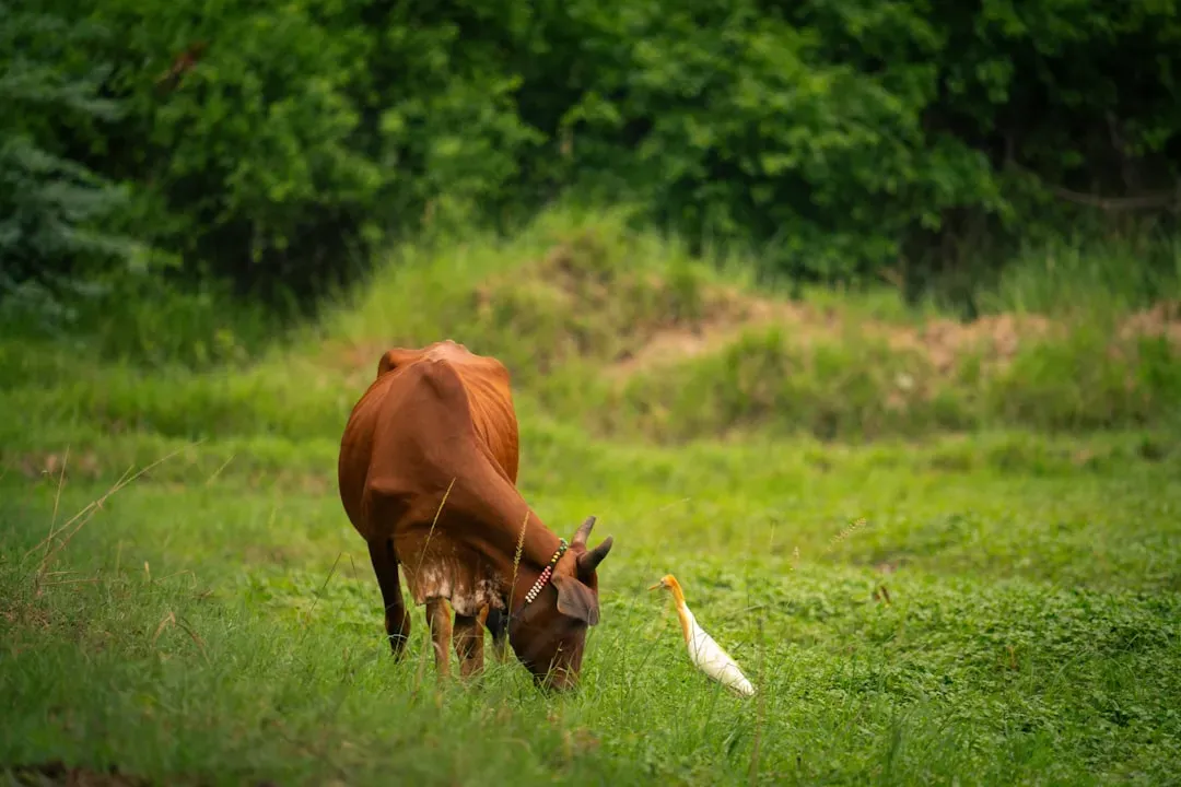 Conclusion: The Animals We Fear Versus the Animals We Should (Image Credits: Unsplash)