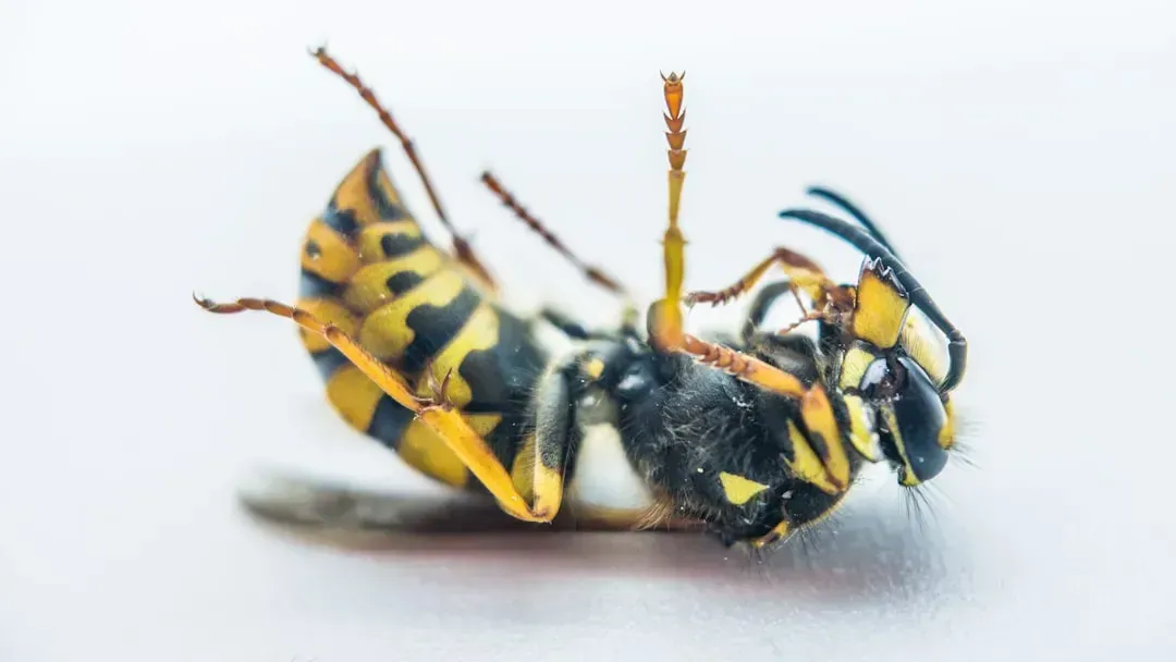 Bees, Wasps, and the Danger of Venom (Image Credits: Unsplash)