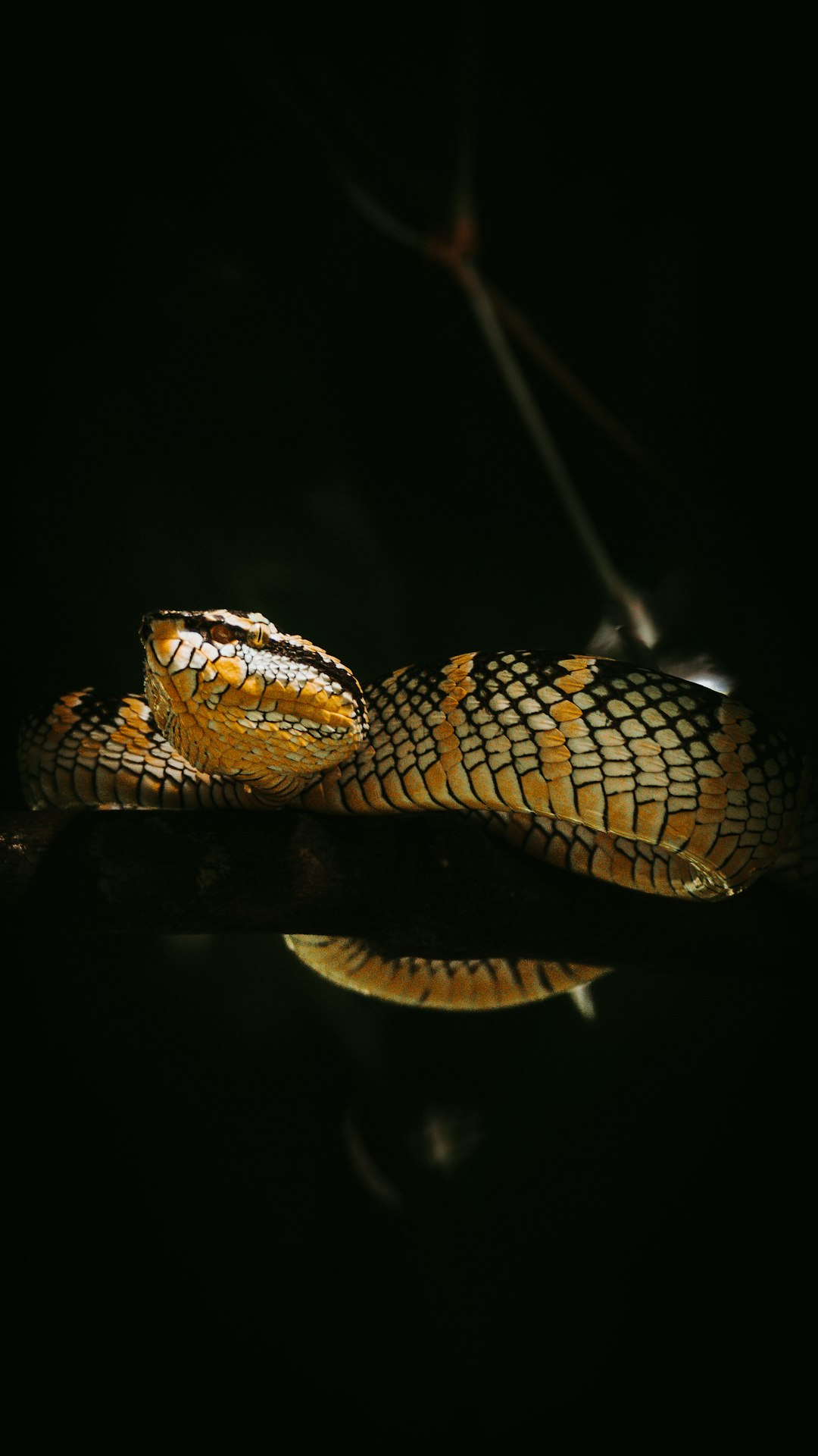 Indonesia's Island Paradise Supports 376 Snake Species (image credits: unsplash)