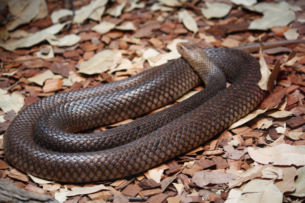 Australia's Unique Fauna Includes Numerous Endemic Snake Species (image credits: flickr)