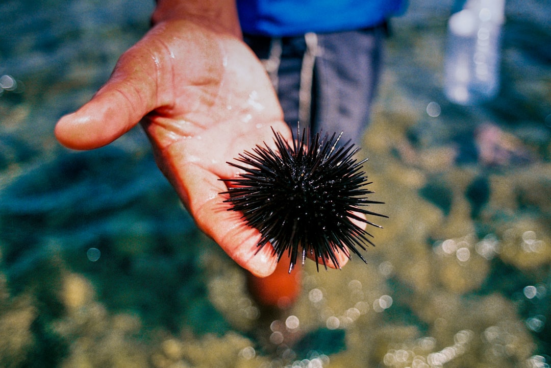 Taylor Swift's Sea Urchin Nightmare (image credits: unsplash)
