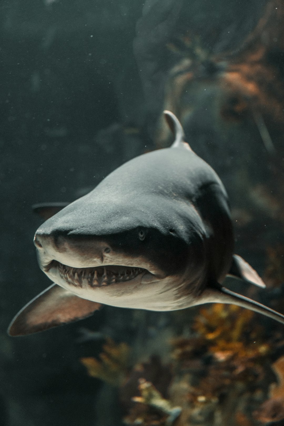 All Shark Bites Are Fatal (image credits: unsplash)