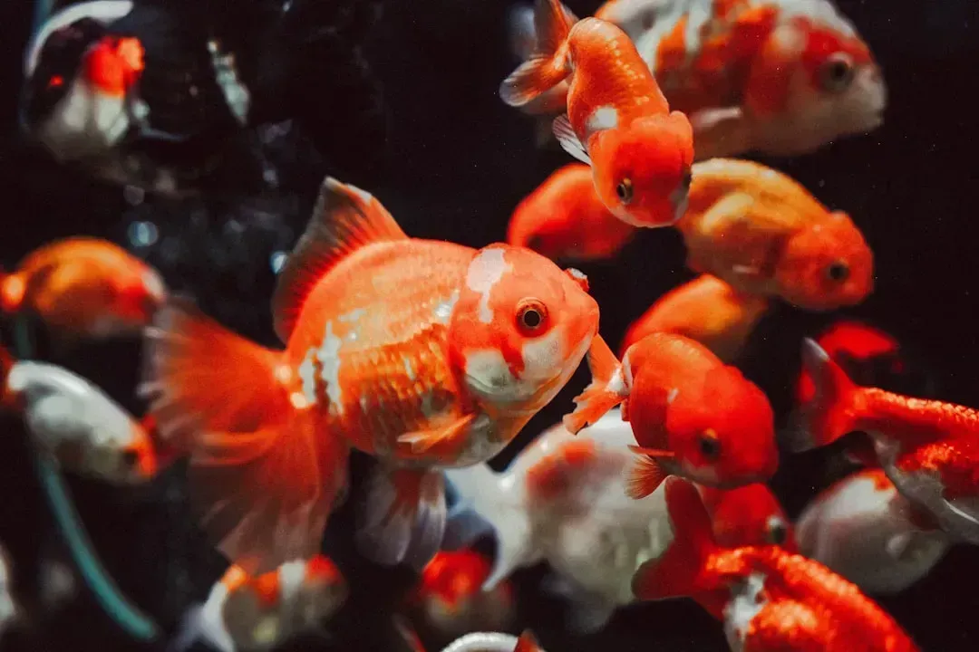 14. Goldfish Have a Three-Second Memory (Image Credits: Unsplash)