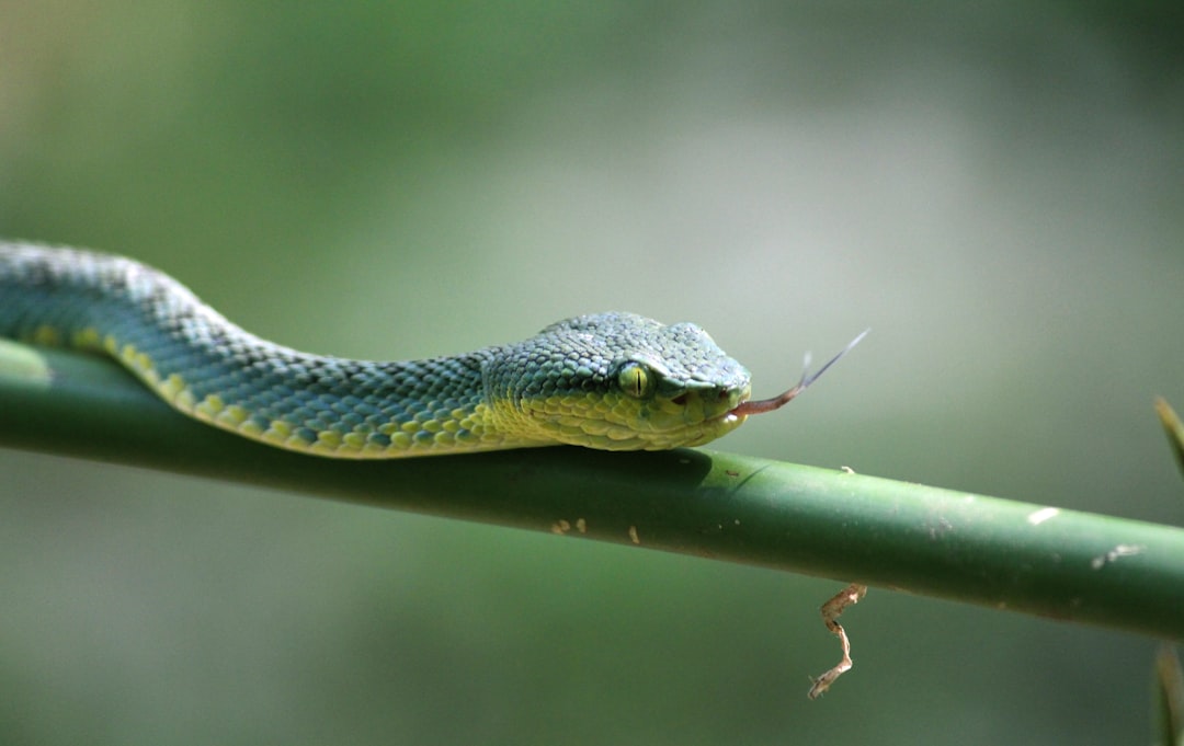 Vietnam's Tropical Climate Creates Rich Snake Habitats (image credits: unsplash)