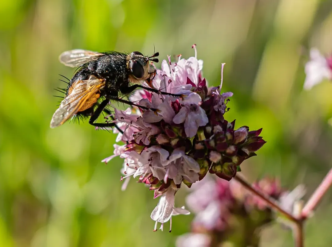 7. The Tachinid Fly (Image Credits: Unsplash)
