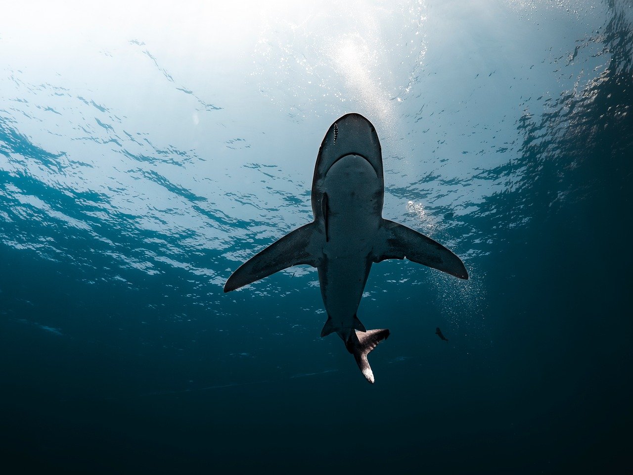 Sharks Pose Less Danger Than Your Kitchen (image credits: pixabay)