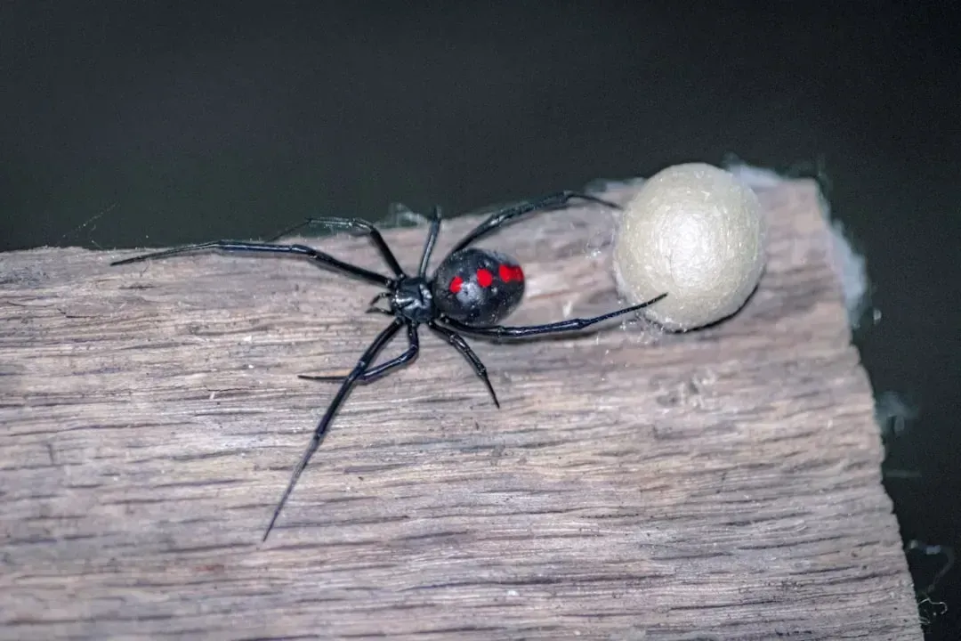 The Black Widow Spider - A Backyard Predator with a Notorious Reputation (Image Credits: Unsplash)