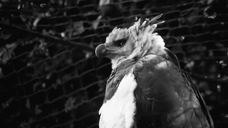 9. The Harpy Eagle (Image Credits: Pexels)