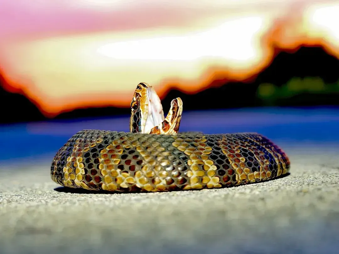 The Cottonmouth (Water Moccasin) - Where Land Meets Water Gets Dangerous (Image Credits: Unsplash)
