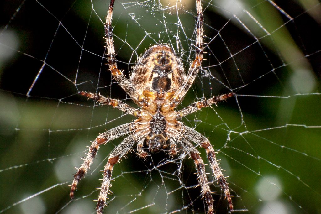 The Spider Menace That Haunts Your Dreams (image credits: flickr)