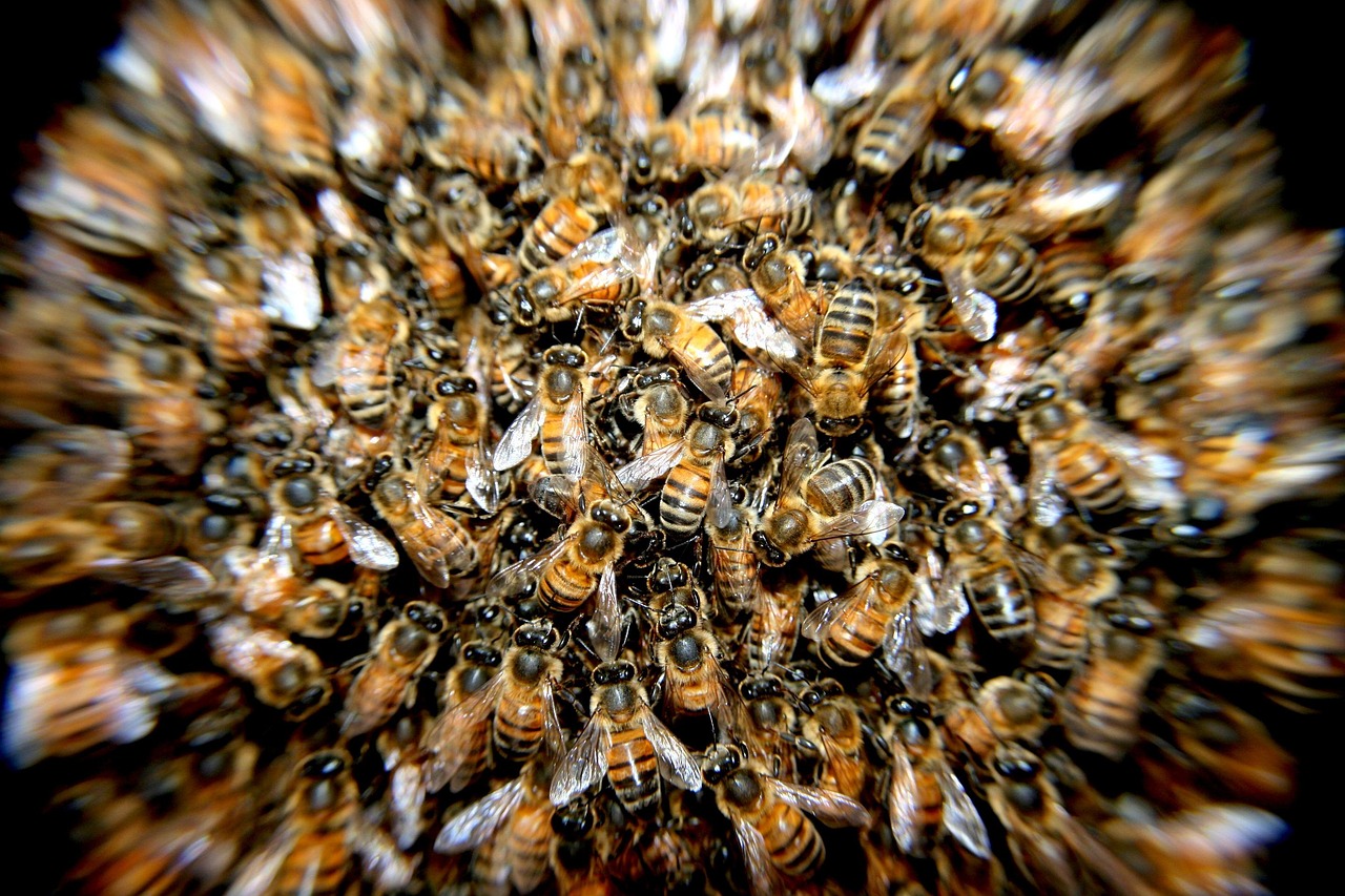 Killer Bee Swarms - Defensive Families Protecting Their Home (image credits: pixabay)
