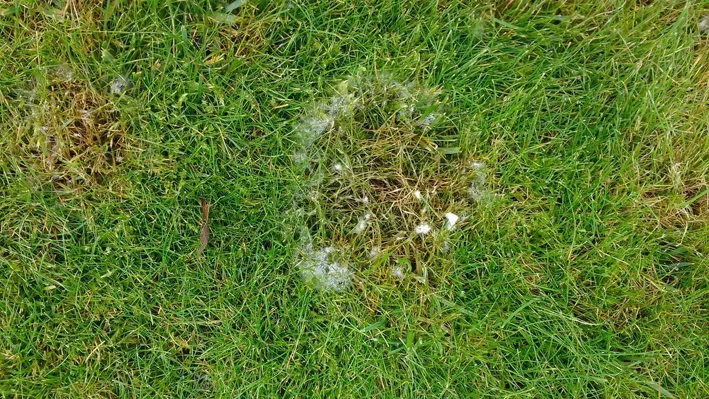 9. Ignoring Fungal Disease Spreading Through Mowing (Kris Lord (The Lawn Man), Flickr, CC BY 2.0)