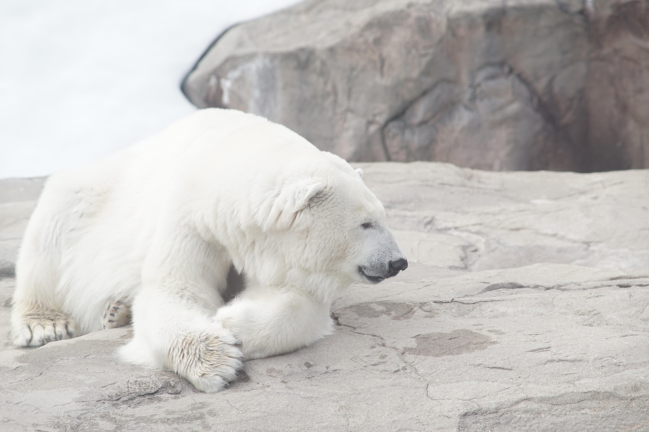 Polar Bears - Arctic Giants Melting Away (image credits: pixabay)