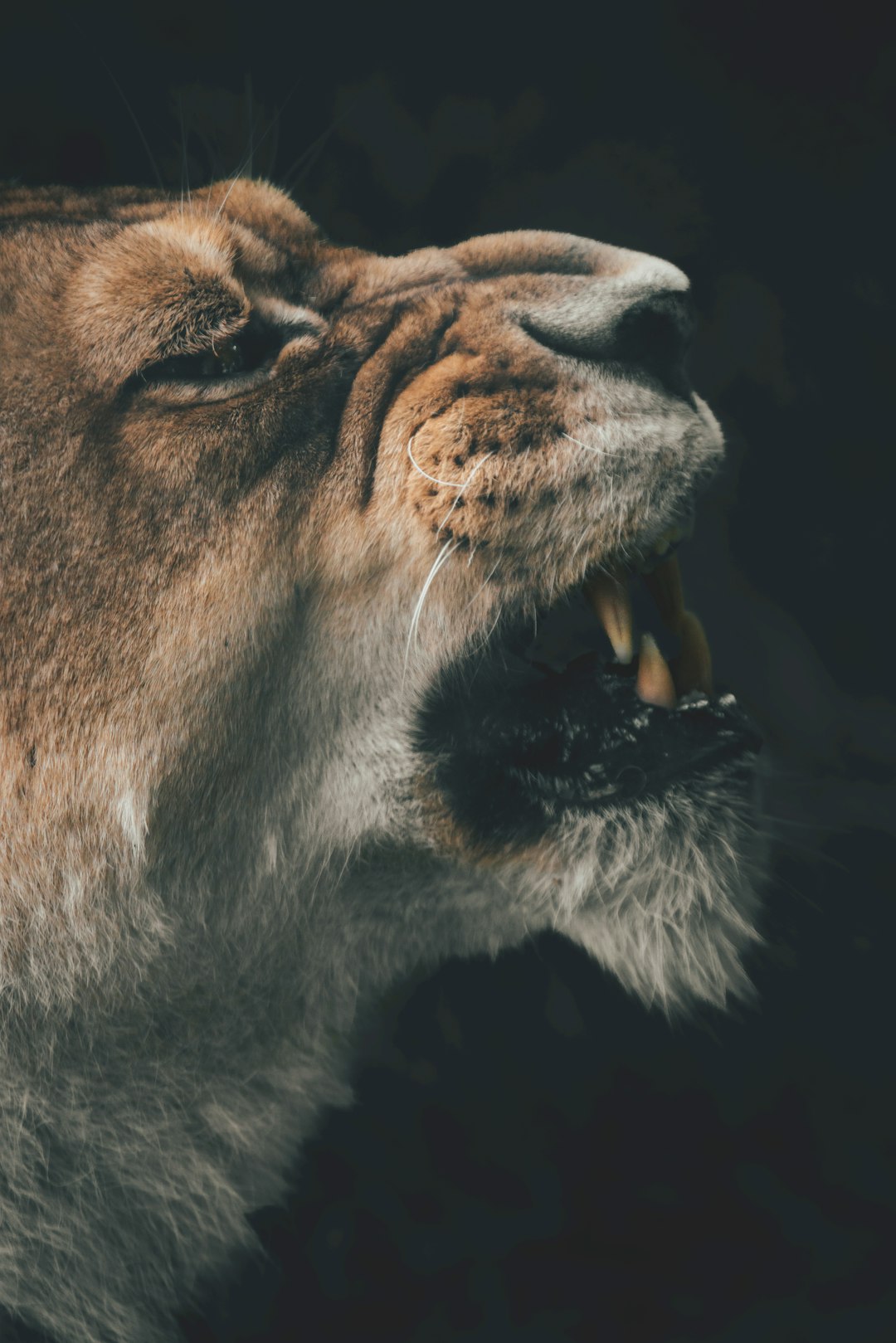The Neuroscience of Predator Panic (image credits: unsplash)