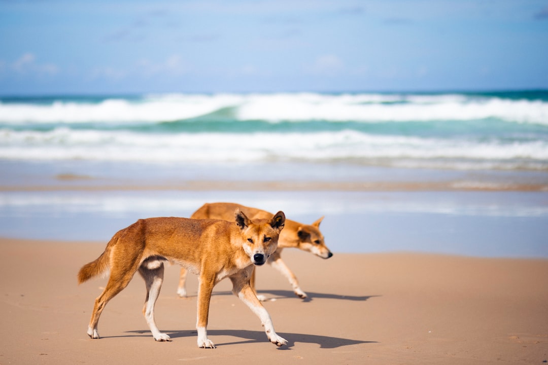 Fraser Island (K'gari) - Australia's Dingo-Infested Paradise (image credits: unsplash)